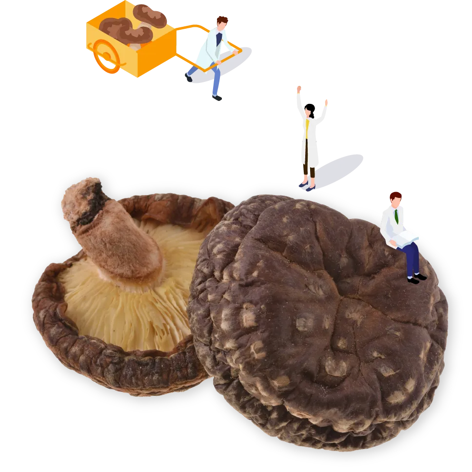 干ししいたけなどに含まれるうま味成分 「グアニル酸」