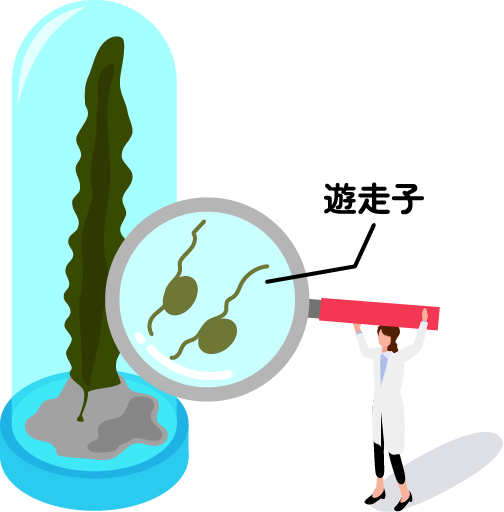 遊走子