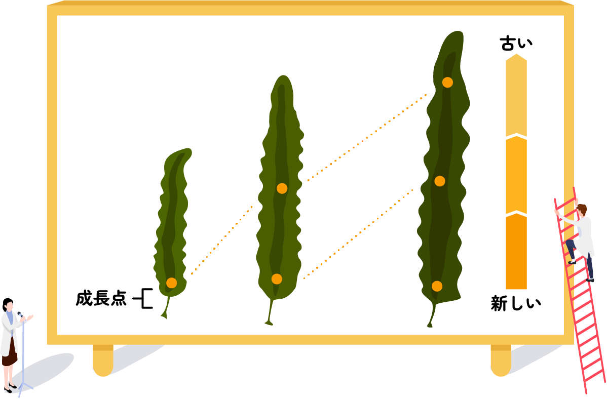 成長点 古い 新しい