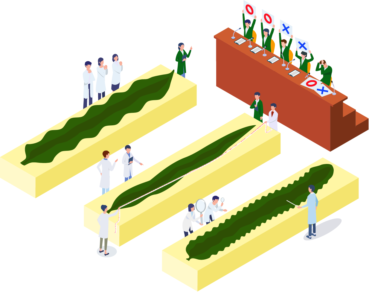 昆布のいろいろな区分