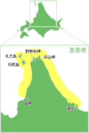 利尻昆布生息地