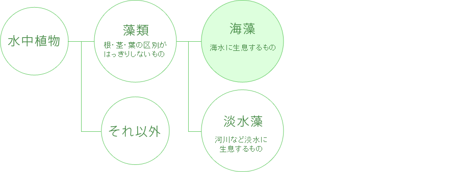 水中植物 / 藻類：根・茎・葉の区別がはっきりしないもの / それ以外 / 海藻：海水に生息するもの / 淡水藻：淡水に生息するもの // [海藻の例]【緑藻類(リョクソウルイ)】アオノリ類など / 【褐藻類(カッソウルイ)】こんぶ、わかめ、ひじき、もずくなど / 【紅藻類(コウソウルイ)】アマノリ類、トサカノリ（鶏冠菜）、フノリ（布海苔）、オゴノリ（於胡苔）など // [淡水藻の例]【藍藻類(ランソウルイ)】スイゼンジノリ / 【珪藻類(ケイソウルイ)】 / 【車軸藻類(シャジクソウルイ)】 / 【緑藻類(リョクソウルイ)】カワノリ   