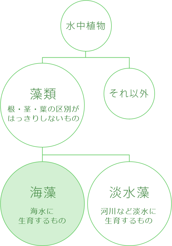 海藻とは 昆布講座 株式会社くらこん