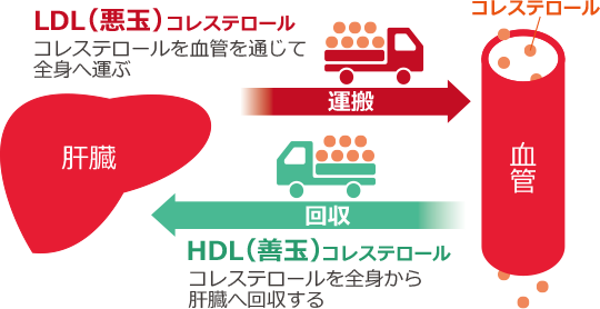 LDL(悪玉)コレステロール：コレステロールを血管を通じて全身へ運ぶ / HDL(善玉)コレステロール：コレステロールを全身から肝臓へ回収する