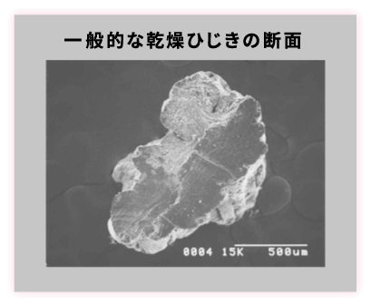 一般的な乾燥ひじきの断面