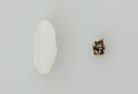 つぶ塩こんぶと米粒との比較写真